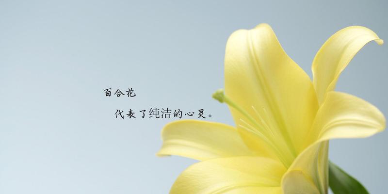 探究百合花的花语和含义（解读百合花所代表的吉祥寓意和情感表达）