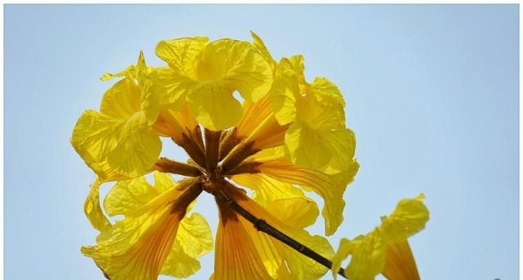 黄花风铃木花语（探寻黄花风铃木的花语与文化内涵）