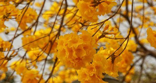 黄花风铃木花语（探寻黄花风铃木的花语与文化内涵）