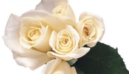 白玫瑰的意义与传承（探寻送白玫瑰的文化内涵）