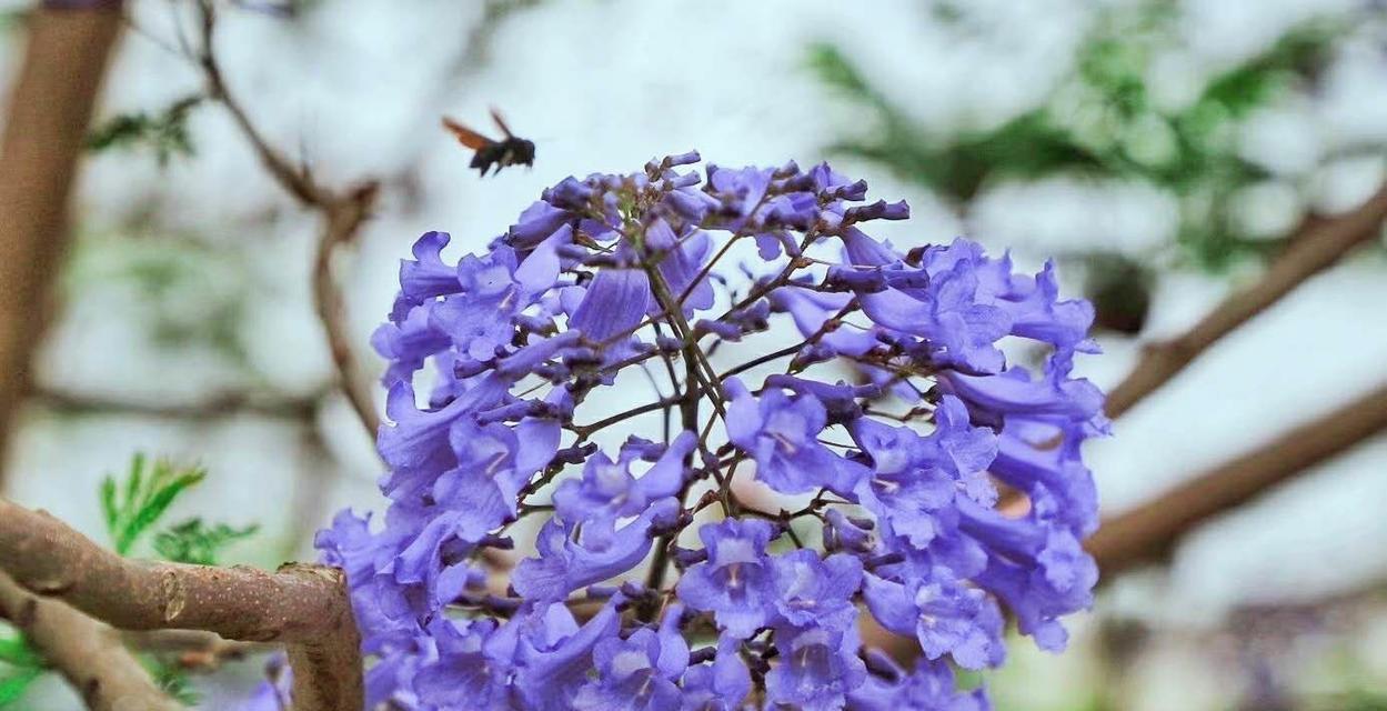 蓝花楹花语的深刻含义（探寻蓝花楹所代表的象征和意义）