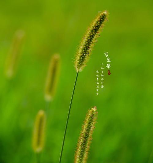 狗尾草花语（揭秘狗尾草的花语与美丽的含义）