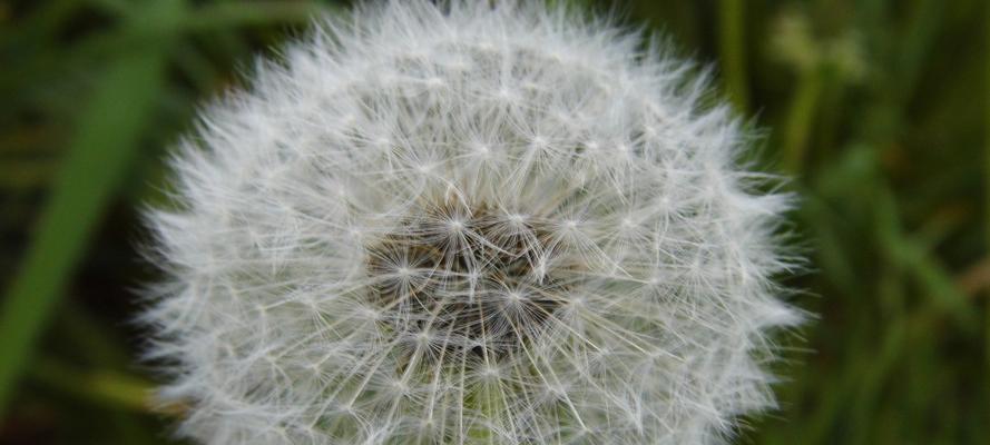 蒲公英的花语（解读这朵娇艳的花语与美好）