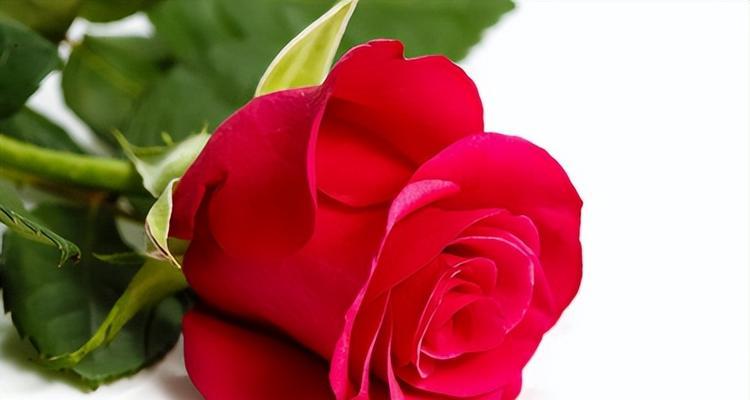 五朵玫瑰的意义（探寻五朵玫瑰代表的花语和文化背景）
