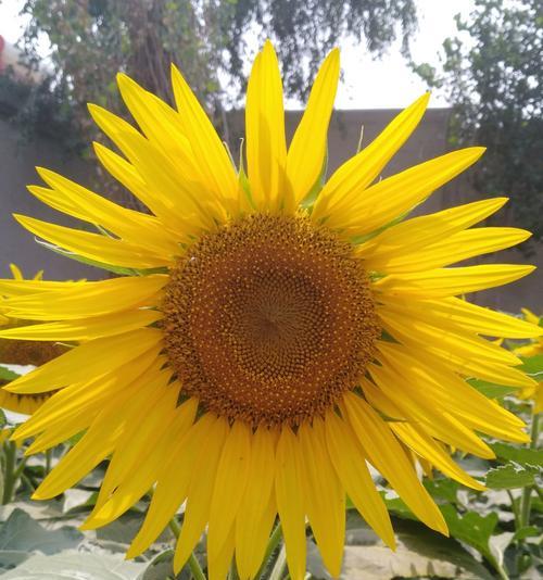 太阳花的花语和象征意义（向阳与爱的象征）