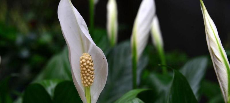 植物白掌的花语（探寻白掌花的神秘世界）