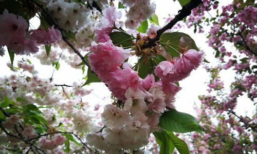 山樱花与西洋樱花的花语（传递不同的花语，展现不同的美）