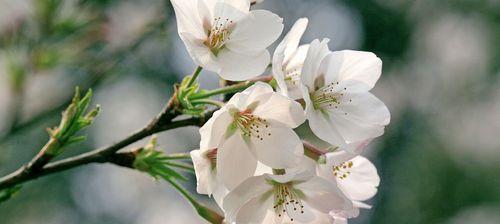 山樱花与西洋樱花的花语（传递不同的花语，展现不同的美）
