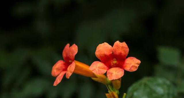 凌霄花的花语及含义（探寻凌霄花的神秘之处）