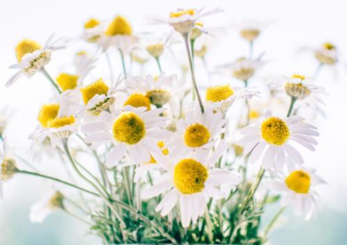 雏菊花的寓意与象征（探究“纯真、忠诚、爱情”等多重含义）