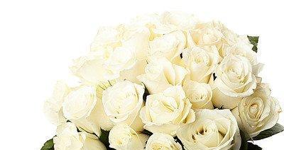 传递爱意的花语——白色玫瑰（探秘白色玫瑰背后的深刻含义）