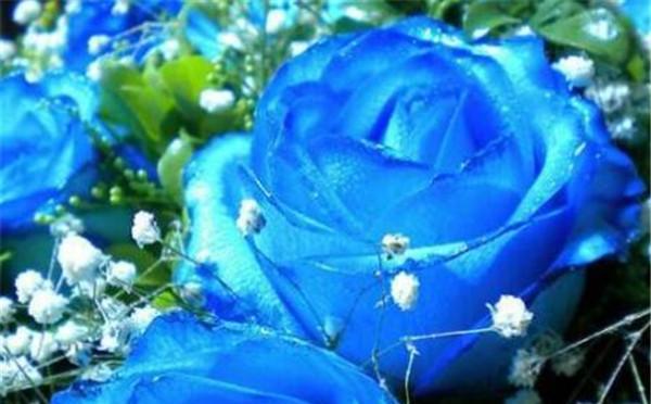蓝色玫瑰的花语（蓝色玫瑰代表什么意思？解读蓝色玫瑰的花语）