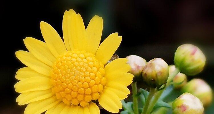 野菊花花语的意义（揭开野菊花的神秘面纱）