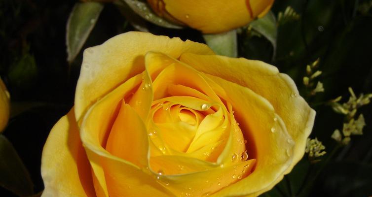 黄玫瑰的寓意（用花言蕴含情感，解读黄玫瑰的含义）