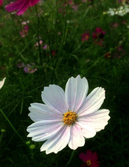 波斯菊的花语传说（传说中的神秘花朵与花语意义）