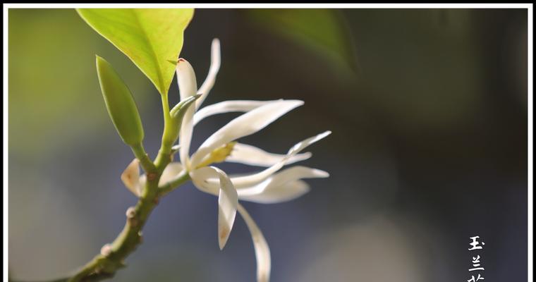 白兰花的花语和象征意义（解读白兰花的神秘语言，揭开它隐藏的秘密）