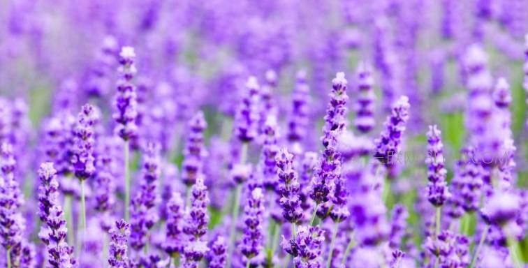 紫色薰衣草的花语和寓意（传递深情与祝福的紫色花卉）