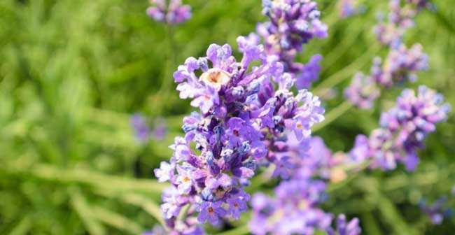 紫色薰衣草的花语和寓意（传递深情与祝福的紫色花卉）