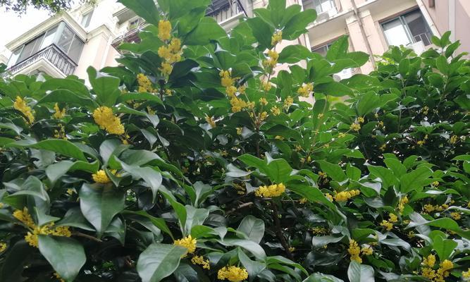香气盈溢的桂花花语（领略芳香之美，品味情感之意）