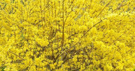 连翘花的花语与寓意（探寻花语中的涵义，品味自然的力量）