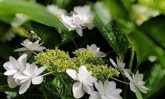 解读白琼花花语（探究白琼花的含义及象征意义）