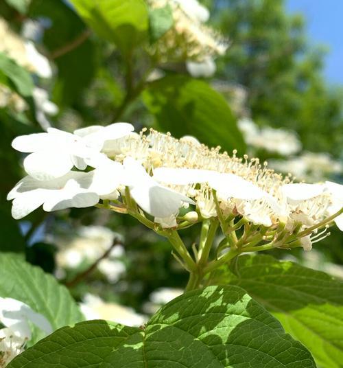 解读白琼花花语（探究白琼花的含义及象征意义）