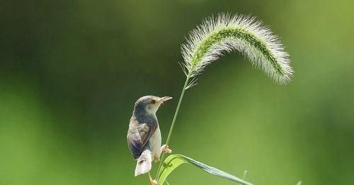 狗尾巴花的花语（寓意深刻的小花，传递着什么信息？）