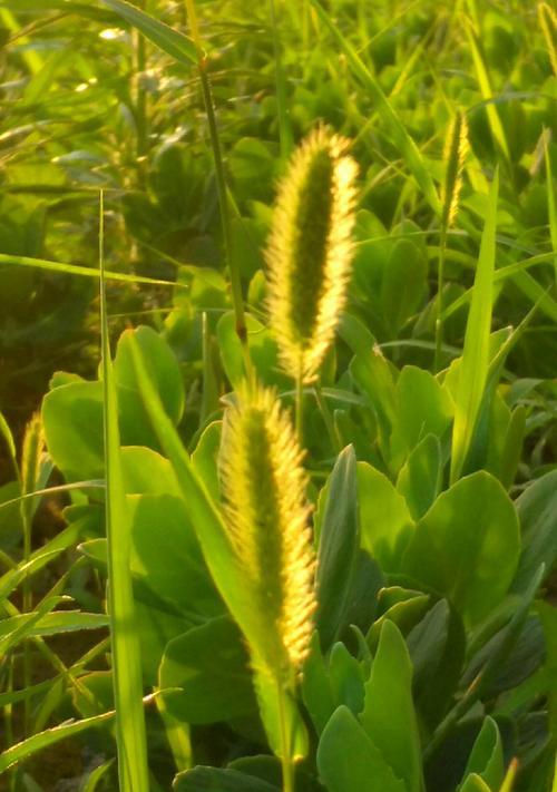 狗尾巴花的花语（寓意深刻的小花，传递着什么信息？）