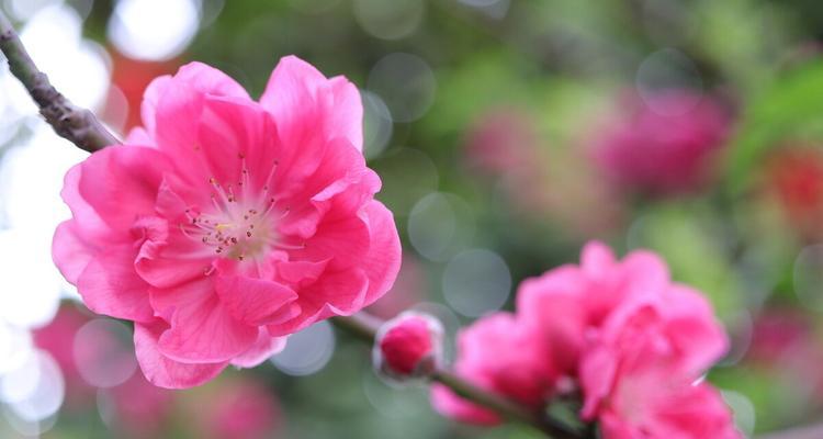 深入了解桃花的花语（探寻桃花的意义与象征）