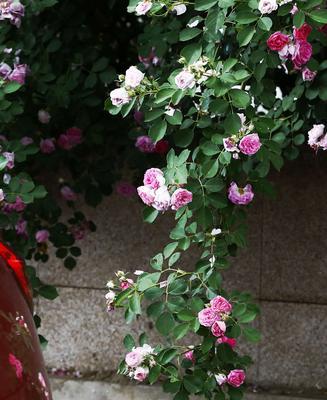红蔷薇的花语（传递爱与热情的象征）