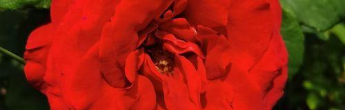 红蔷薇的花语（传递爱与热情的象征）