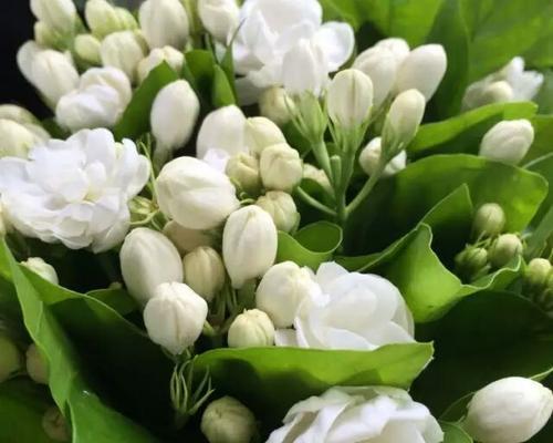 茉莉花的花语（香气扑鼻的花，代表着纯洁和爱情）
