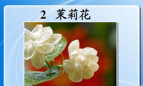 茉莉花的花语（香气扑鼻的花，代表着纯洁和爱情）