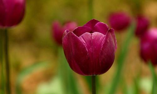 紫色郁金香的花语（探索花海中的神秘紫）