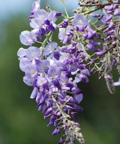 紫藤花的象征与寓意（解读紫藤花的美丽含义）