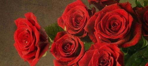 寓意深远的三朵玫瑰（爱情、友情、家庭，三种珍贵的关系）