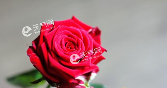 寓意深远的三朵玫瑰（爱情、友情、家庭，三种珍贵的关系）