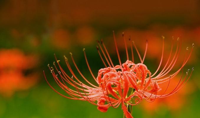 解读彼岸花的花语象征和寓意（探索彼岸花背后的深刻内涵）