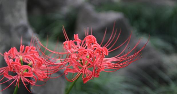 解读彼岸花的花语象征和寓意（探索彼岸花背后的深刻内涵）