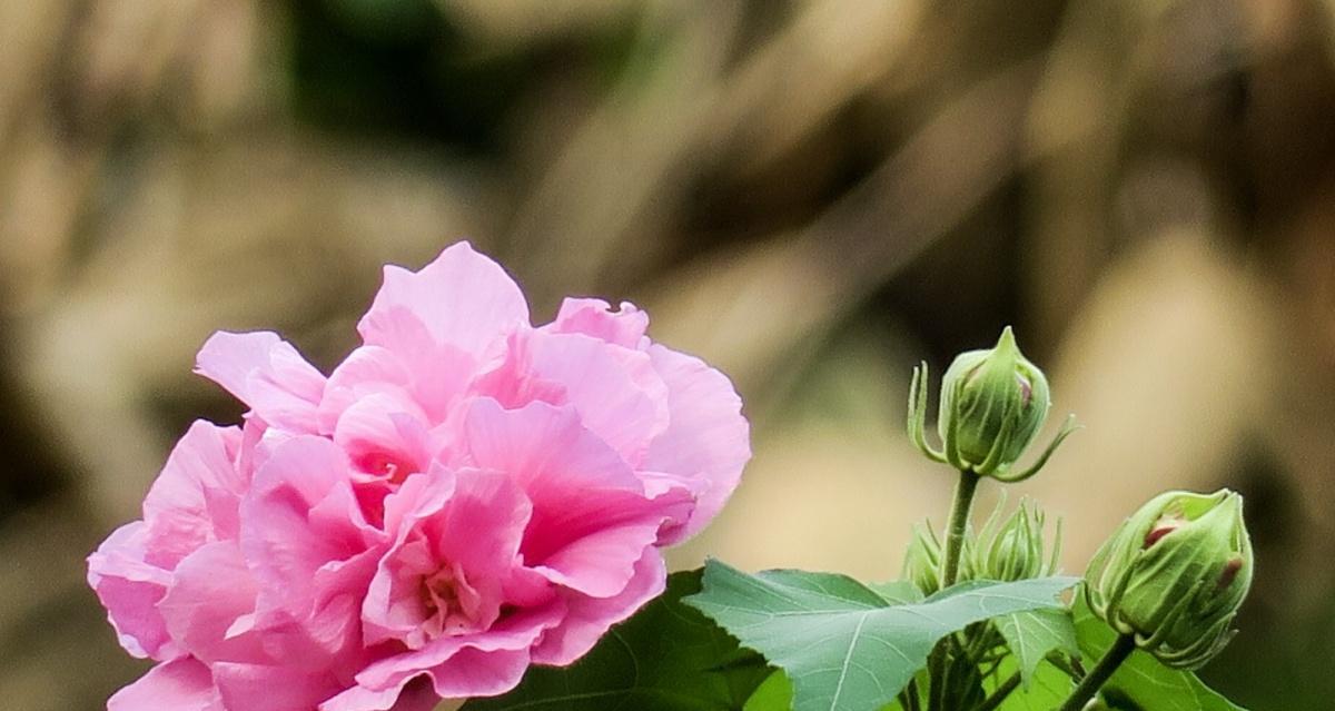 芙蓉花的花语（探究芙蓉花的花语及其文化内涵）