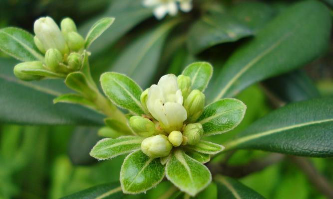 海棠花语，传递生命之美（诠释花语的世界——海棠花）