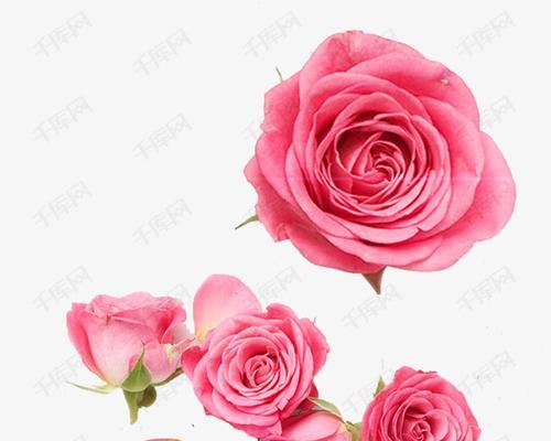 粉色玫瑰花的含义（解读粉色玫瑰花所代表的爱情和情感）