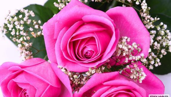 粉玫瑰的寓意与含义（探寻粉玫瑰的浪漫与柔情）