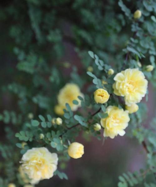 探寻黄蔷薇的花语与象征意义（黄蔷薇之美，黄色的温暖与光辉）