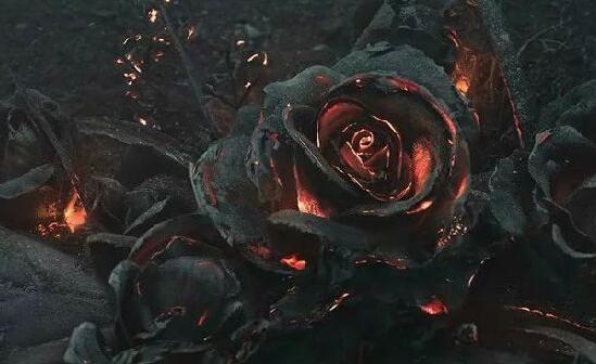 神秘诱人的黑玫瑰花语（探索黑玫瑰背后的深刻寓意）