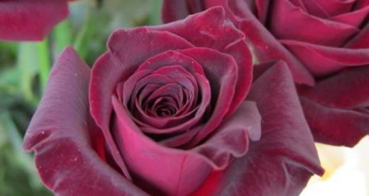 神秘诱人的黑玫瑰花语（探索黑玫瑰背后的深刻寓意）