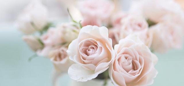 粉色玫瑰（用一束粉色玫瑰表达你的情感吧！）