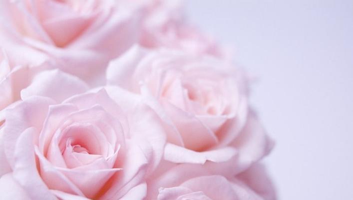粉色玫瑰（用一束粉色玫瑰表达你的情感吧！）