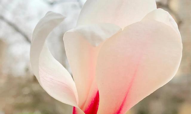 白玉兰花语的深意（一种象征着高洁品质和优美情感的花卉）