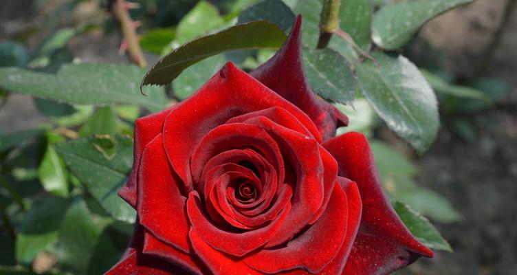 19朵红色玫瑰花的寓意和传说（探索19朵红色玫瑰花背后的故事）